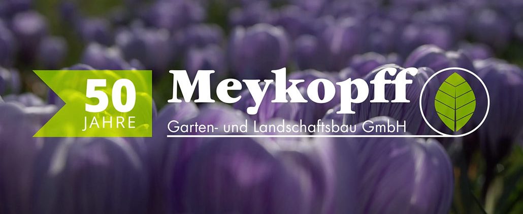 50 Jahre Meykopff