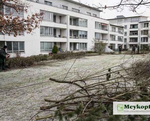 Meykopff Garten- Landschaftbau Baumschnitt Strauchschnitt Mitarbeiter Wohnanlage