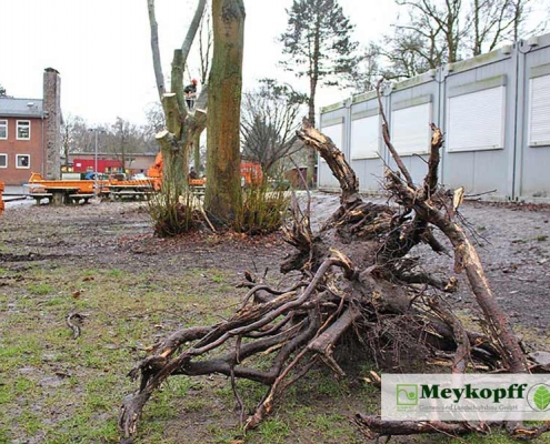 Meykopff GaLaBau Lübeck Baumfällarbeiten Baumwurzel