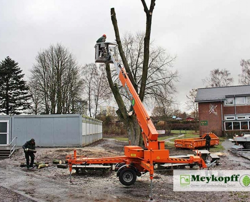 Meykopff GaLaBau Lübeck Baumfällarbeiten Steiger