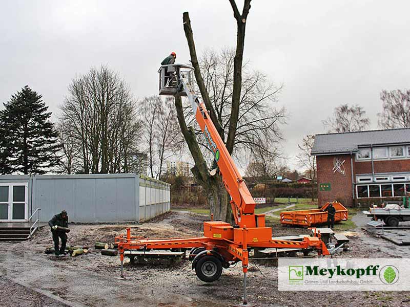 Meykopff GaLaBau Lübeck Baumfällarbeiten Steiger