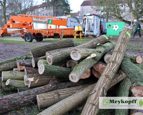 Meykopff GaLaBau Lübeck Baumfällarbeiten Äste