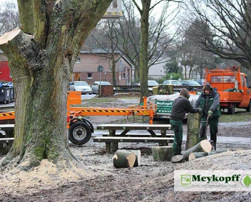 Meykopff GaLaBau Lübeck Baumfällarbeiten Teamwork