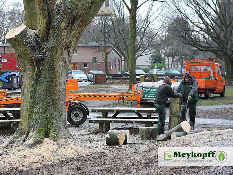 Meykopff GaLaBau Lübeck Baumfällarbeiten Teamwork