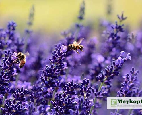 Lavendel mit Bienen
