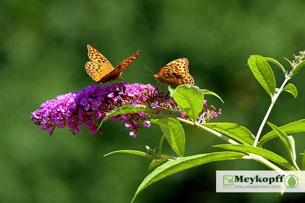 Sommerflieder mit Schmetterlingen