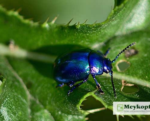 Meykopff Insektenschutz Blauer Käfer
