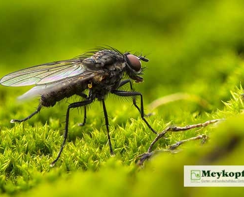 Meykopff Insektenschutz Fliege
