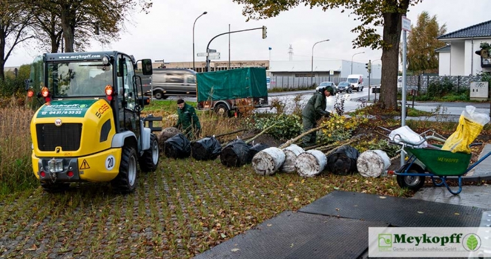 Meykopff GaLaBau Lübeck Neupflanzungen im Quittenweg | Meykopff Meykopff GaLaBau Lübeck Neupflanzungen im Quittenweg