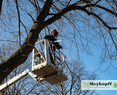 Meykopff GaLaBau | Baumschnitt & Baumpflege