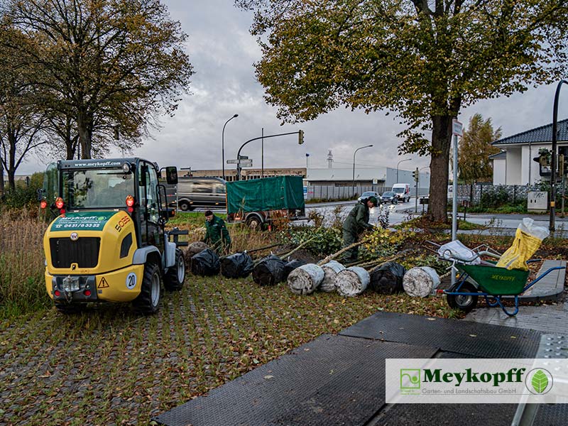 Meykopff GaLaBau Lübeck | Neuanpflanzungen "TraveBlick Rothebek"