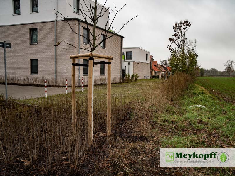 Meykopff GaLaBau Lübeck | Pflanzungen Rothebek