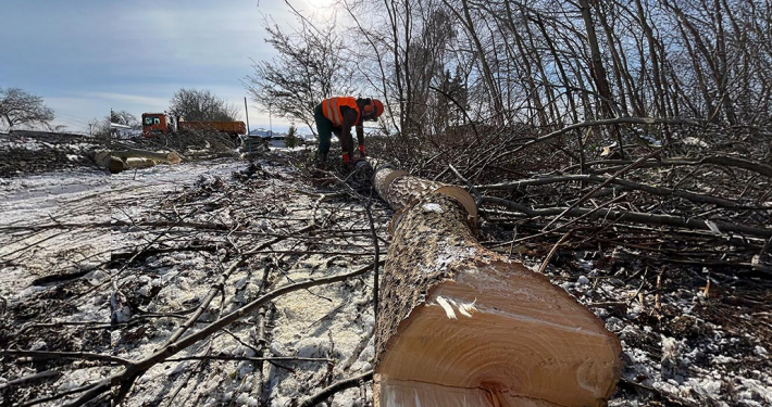 Meykopff GaLaBau Lübeck - Baumpflege und Baumfällen im Winter