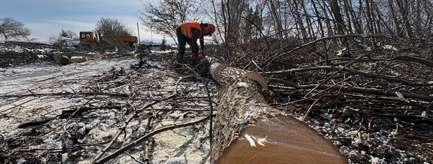 Meykopff GaLaBau Lübeck - Baumpflege und Baumfällen im Winter