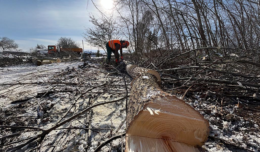 Meykopff GaLaBau Lübeck - Baumpflege und Baumfällen im Winter