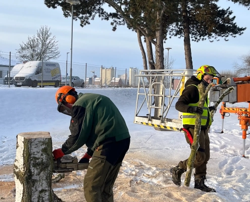 Meykopff GaLaBau Lübeck - Birke mit Pilz wird gefällt und zerlegt