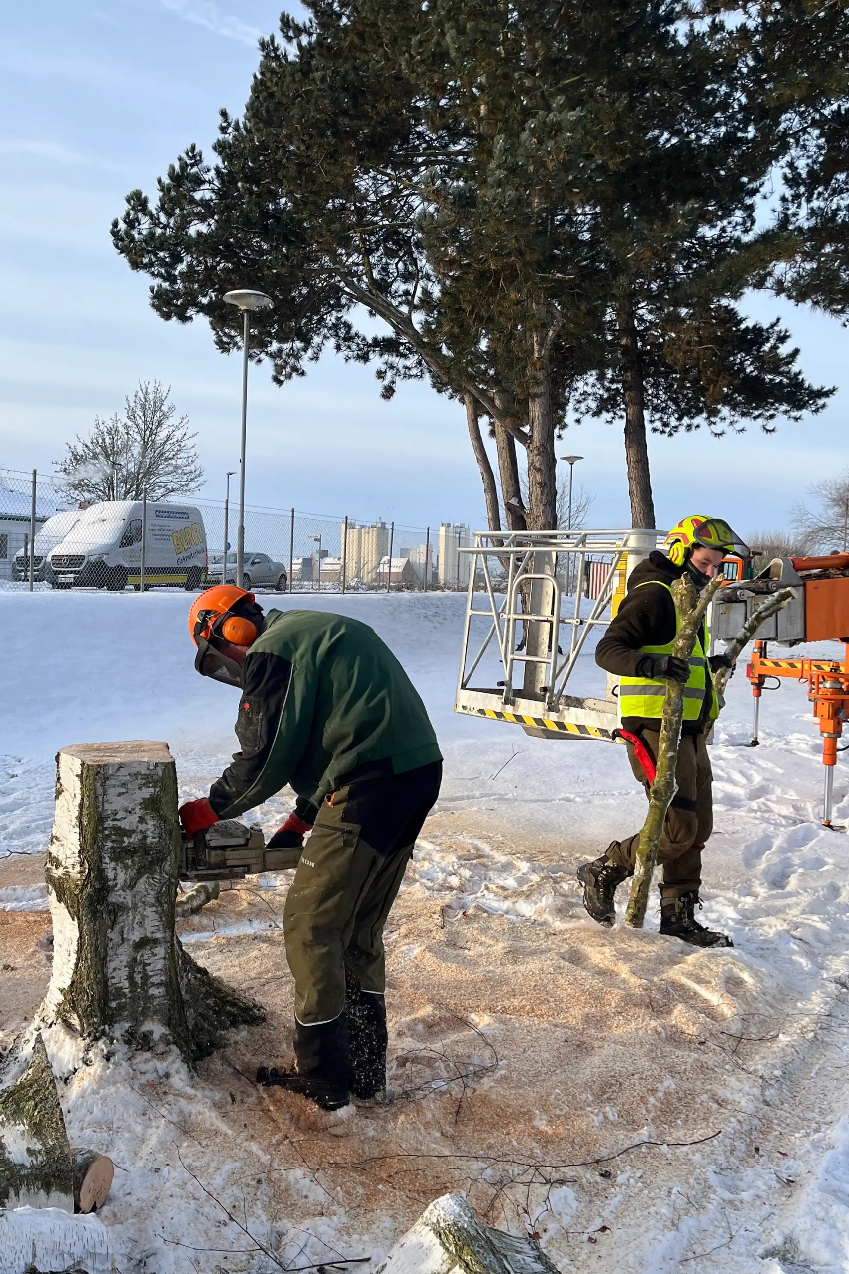 Meykopff GaLaBau Lübeck - Birke mit Pilz wird gefällt und zerlegt