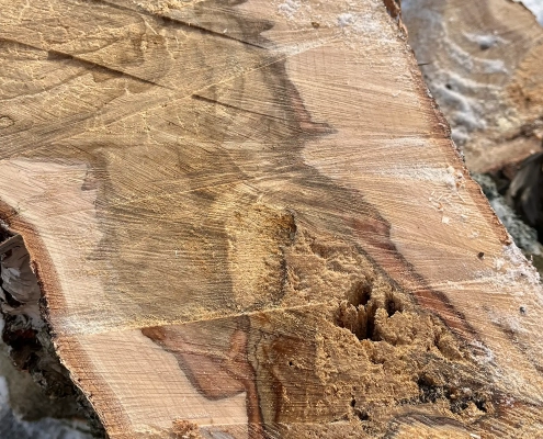 Meykopff GaLaBau Lübeck - Birke mit Pilz Nahaufnahme