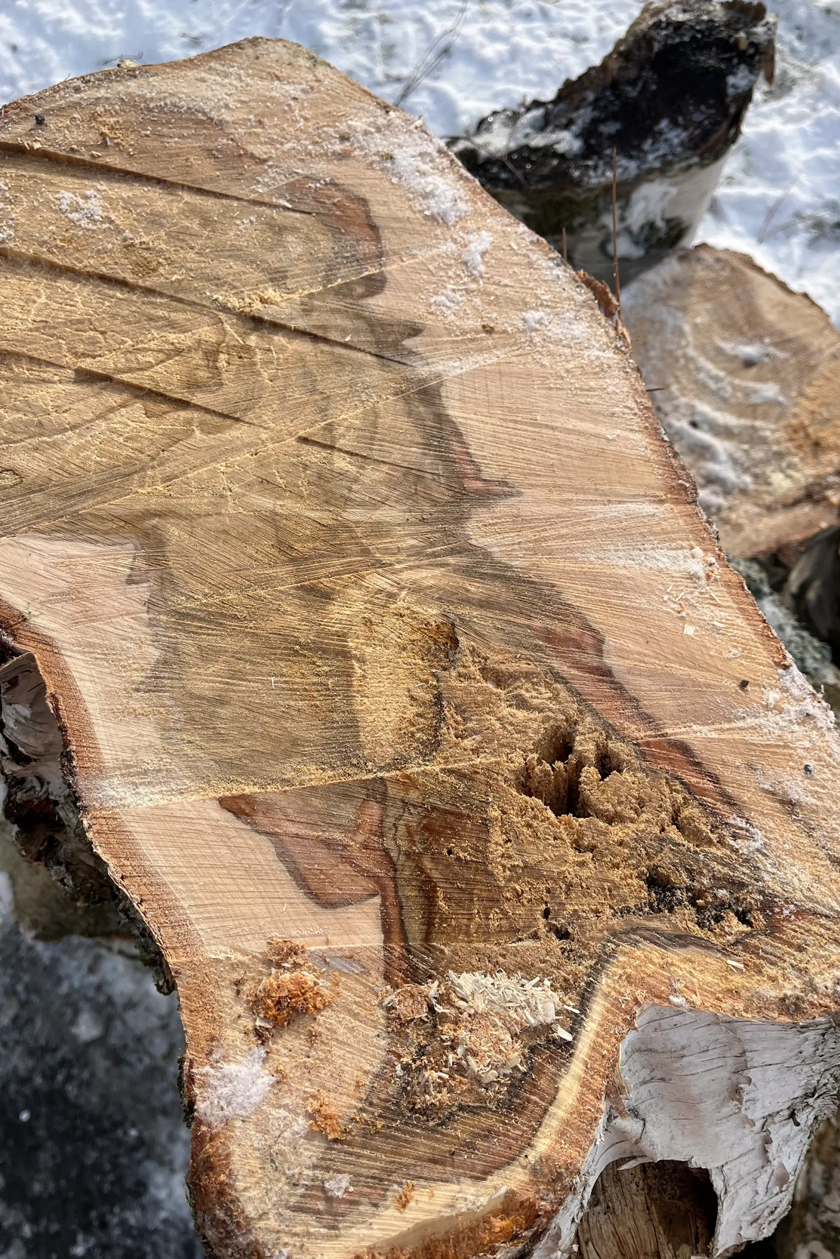 Meykopff GaLaBau Lübeck - Birke mit Pilz Nahaufnahme