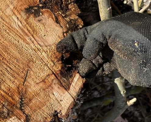 Meykopff GaLaBau Lübeck - Weide mit Pilz Nahaufnahme
