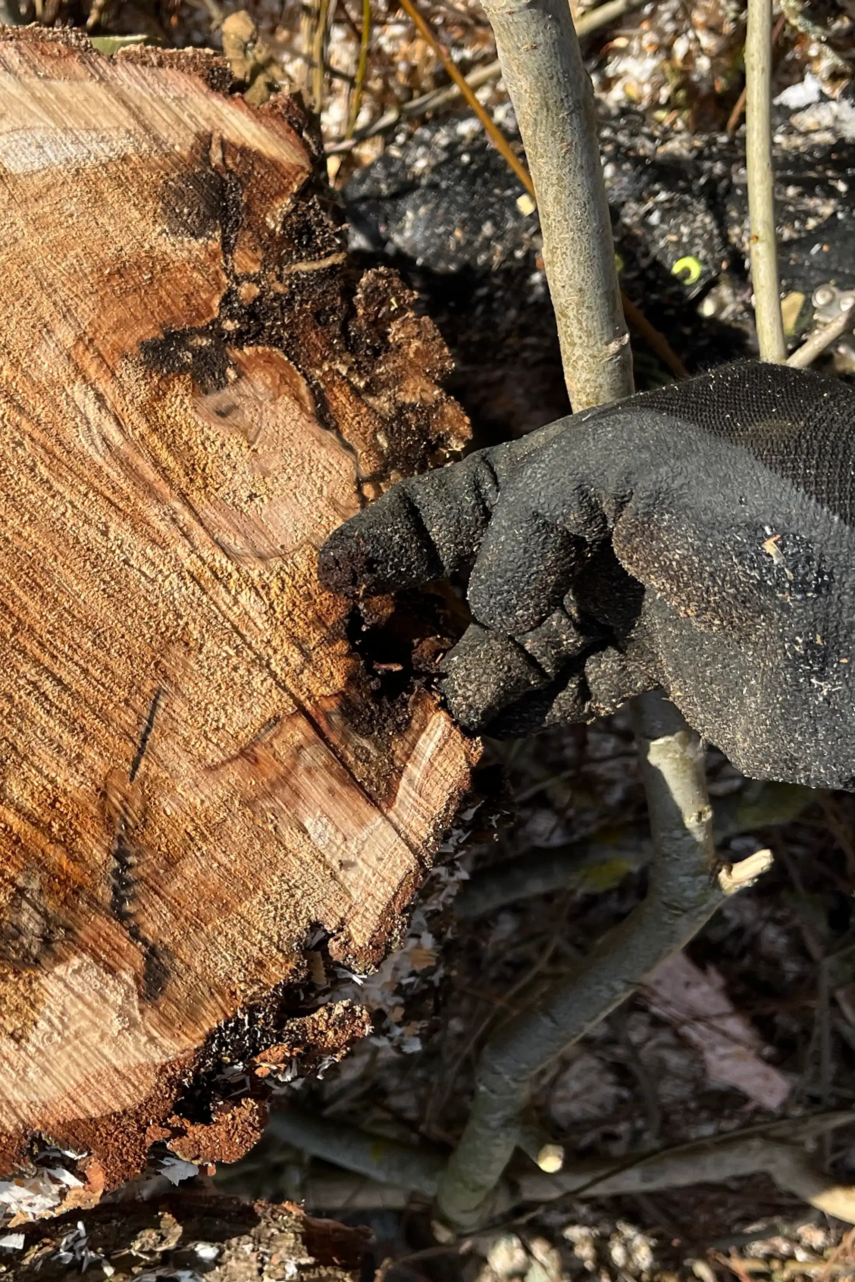 Meykopff GaLaBau Lübeck - Weide mit Pilz Nahaufnahme