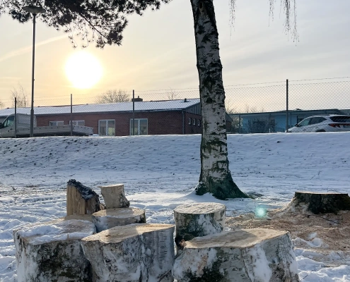 Meykopff GaLaBau Lübeck - Birke mit Pilz wurde gefällt