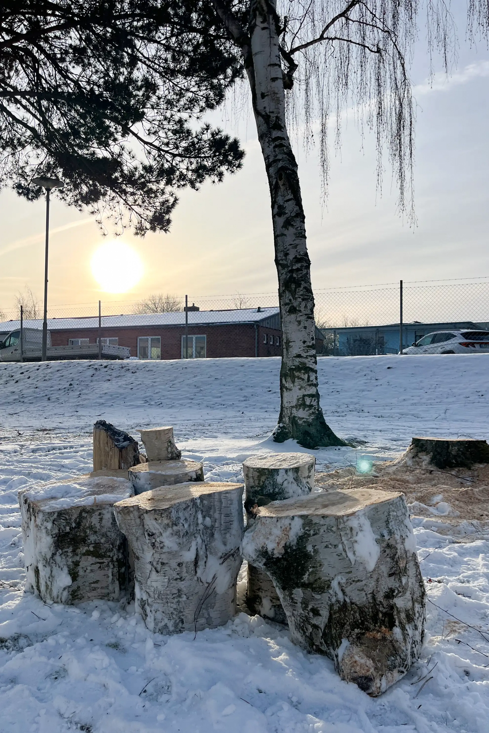 Meykopff GaLaBau Lübeck - Birke mit Pilz wurde gefällt