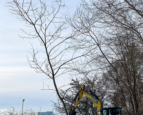 Meykopff GaLaBau Lübeck - kleinere Bäume werden abgeknipst