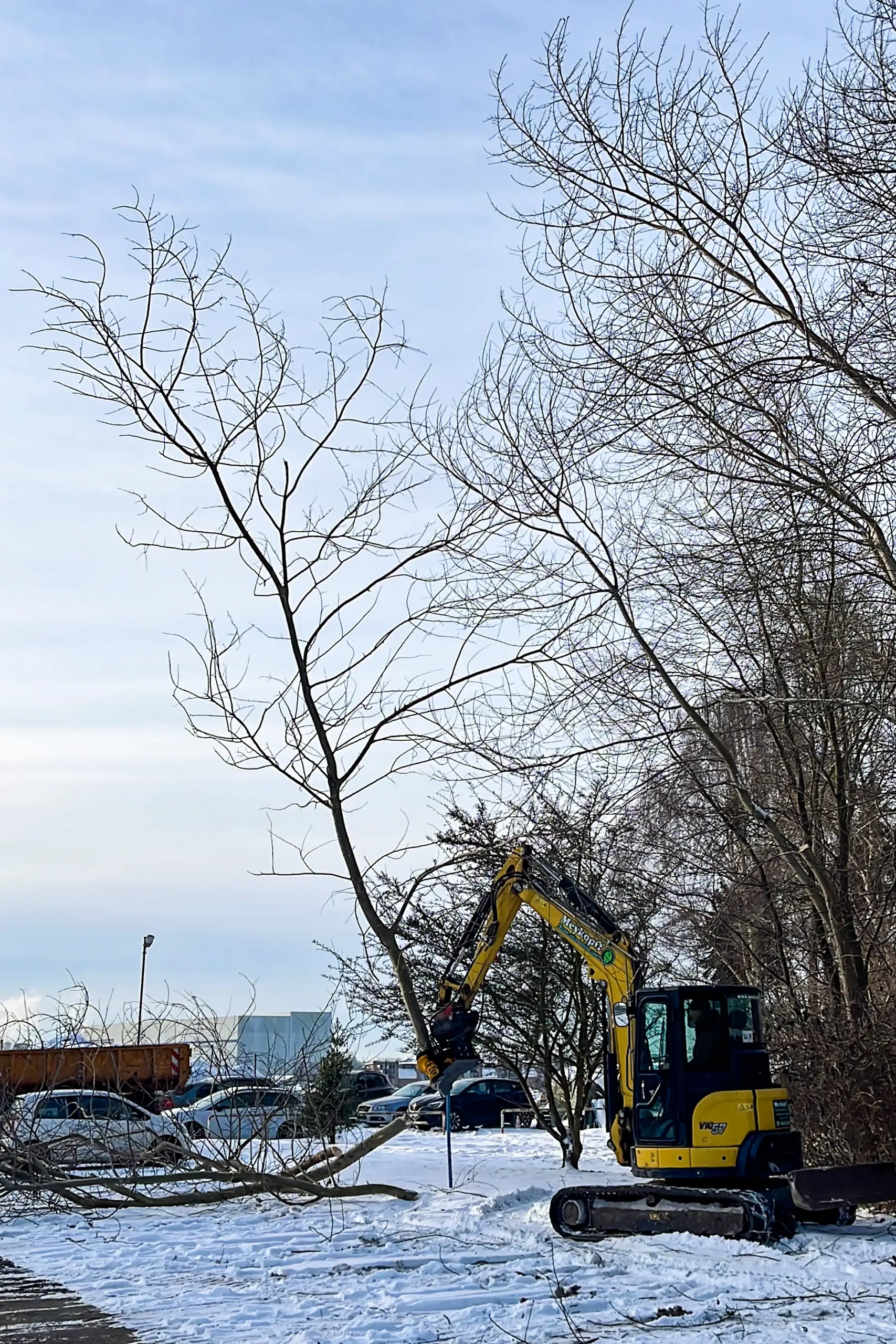 Meykopff GaLaBau Lübeck - kleinere Bäume werden abgeknipst