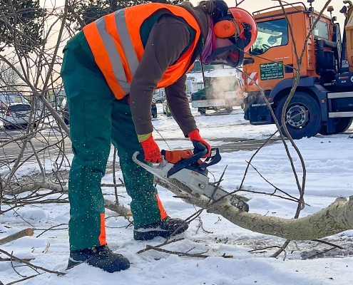 Meykopff GaLaBau Lübeck -fachgerechte Zerlegung der Abschnitte