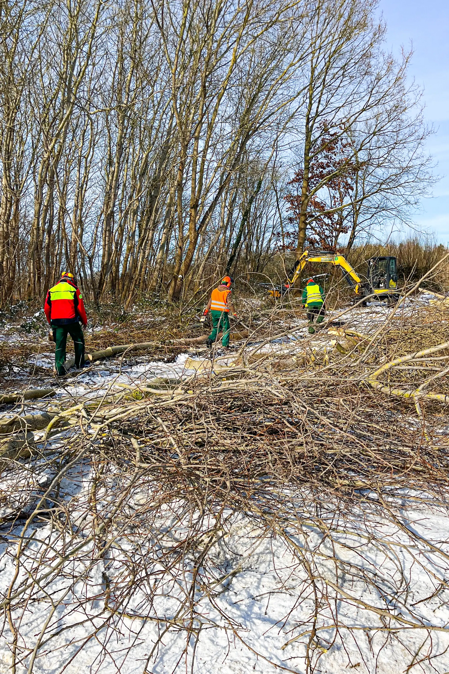 Meykopff GaLaBau Lübeck - Knickpflege im Winter