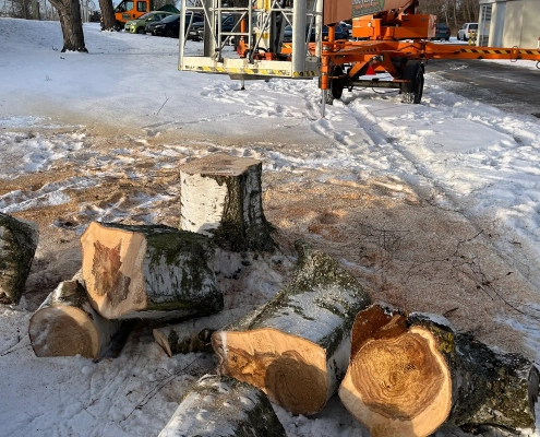 Meykopff GaLaBau Lübeck - Birke mit Pilz