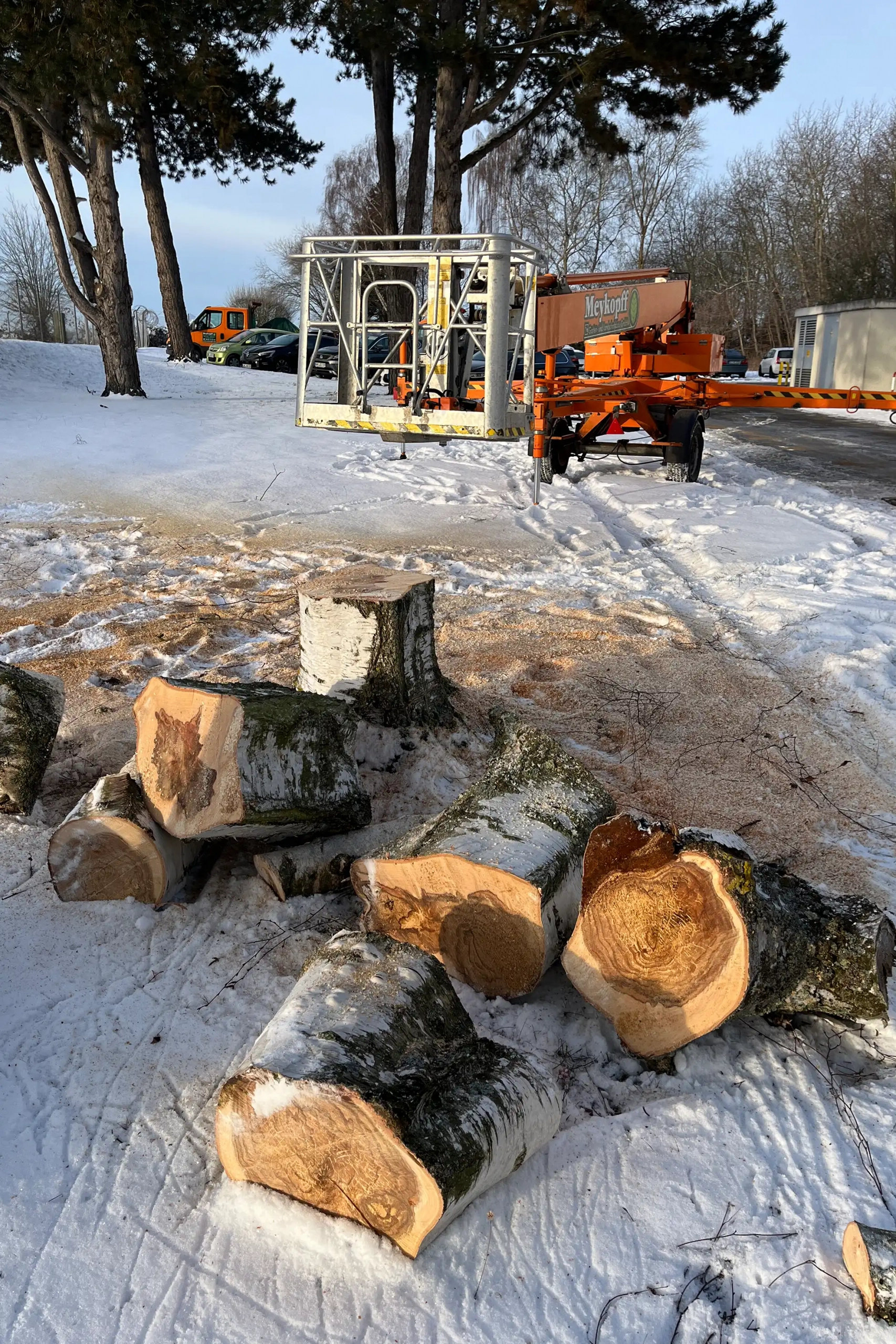 Meykopff GaLaBau Lübeck - Birke mit Pilz