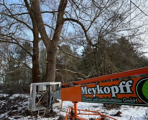 Meykopff GaLaBau Lübeck - Vorbereitung Baumfällung einer Weide | Meykopff Meykopff GaLaBau Lübeck - Vorbereitung Baumfällung einer Weide